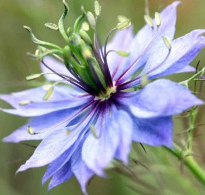 Love In A Mist Flower Nigella Damascena Annual Wildflower Garden