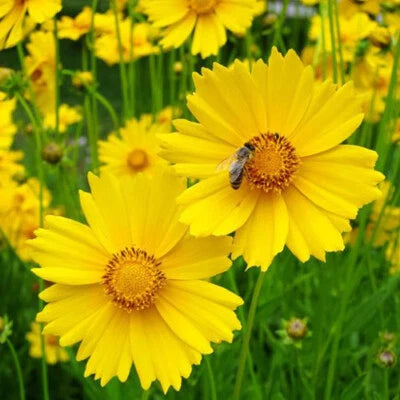 Lance Leaf Coreopsis