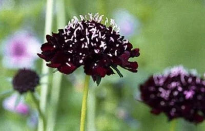 Scabiosa Perennial Showy Flowers Easy Ace Of Spades Pincushion Outdoors