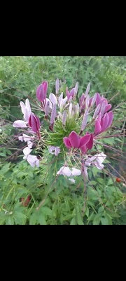 Mixed Color Cleome Pollinator Self Seeding Non Gmo