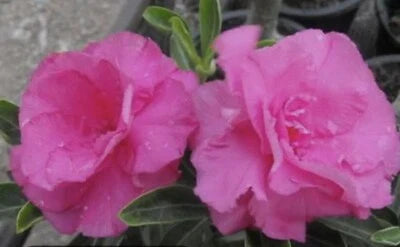 Pink Shocky Desert Rose