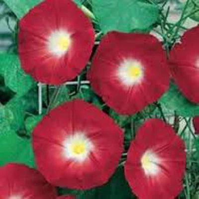 Scarlet O Hara Morning Glory