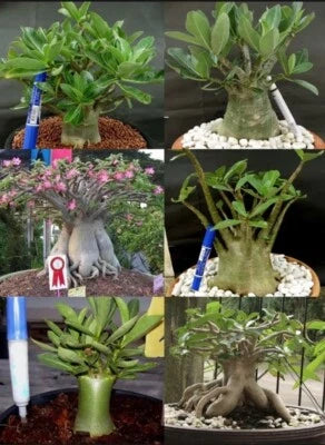Adenium Arabicum Mixed Types Desert Rose