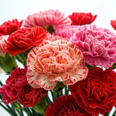 Carnation Double Mix Rare Dianthus Flowers Rare Blooms