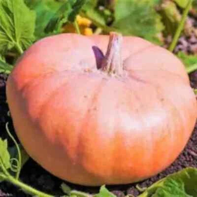Pink Doll Pumpkin