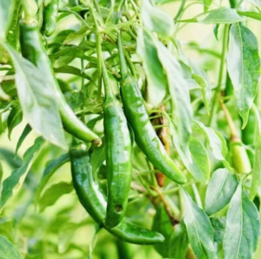 Fresh Harvest Hot Serrano Pepper