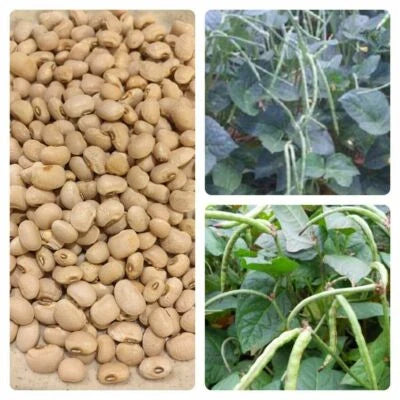 Cream Texas Cowpea Pea Free Gift