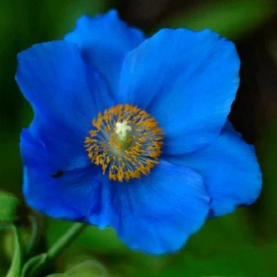Blue Blue Organic Himalayan Poppy