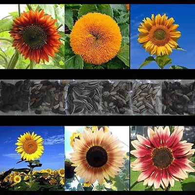 Sunflower Rare Mix Beautiful Flowers Blooms Multiple Variety Giant Us