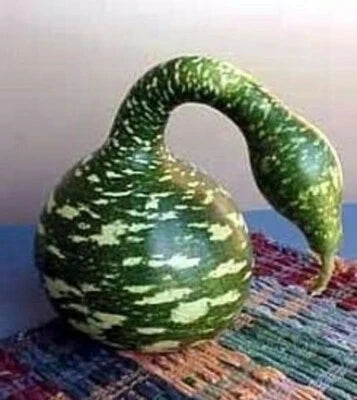 Speckled Gourd Swan Ideal Crafts Arts