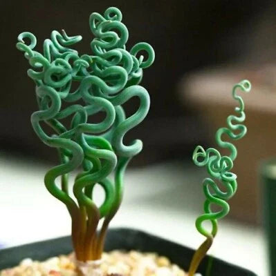 Succulent Ss Living Stones Flower Succulent Cactus Rare Succulent
