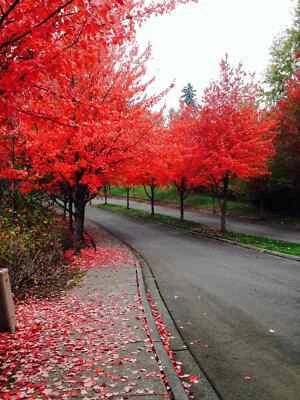 Red Fast Growing Tree Maple Acer Rubrum Usa Seller