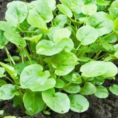 Upland Cress