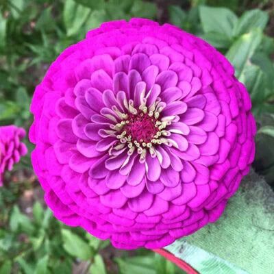 Purple Purple Prince Zinnia