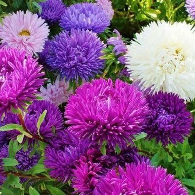 Aster Tall Double Gremlin Mix Cut Flowers Sunpart Shade Non Gmo