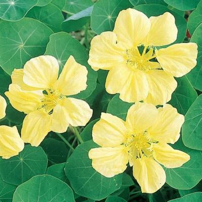 Yellow Moonlight Nasturtium