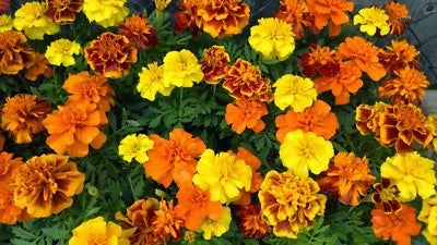 French Marigold Sparky Mix Beautiful Colors Garden Pest Deterrent Free Ship