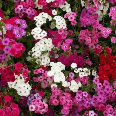 Pink White Red Phlox Tall Mix Flowers Spring