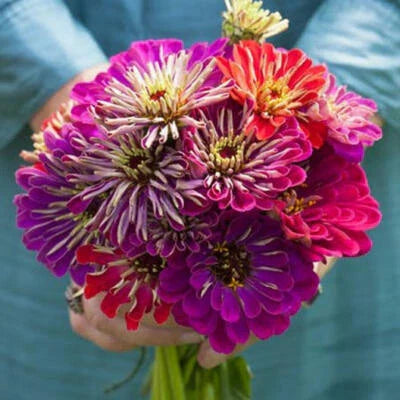 Zinnia Meteor Shower Mixed Colors Flowers Hard To Find Usa Non Gmo