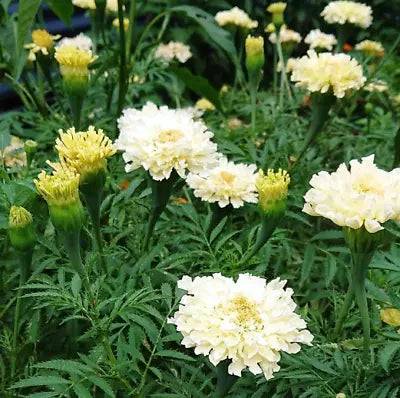 White Yellow Cream African Marigold Kilimanjaro Mix Tall Non Gmo