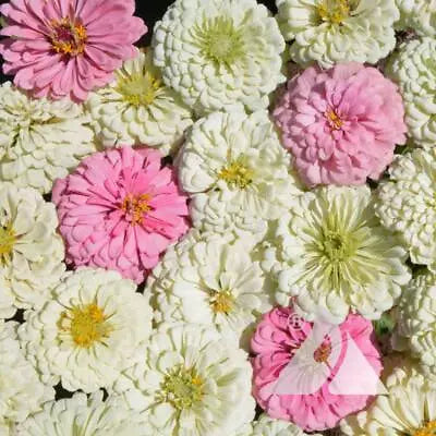 Zinnia Blushing Bride Mix Cut Flowers Pollinators Weddings Non Gmo