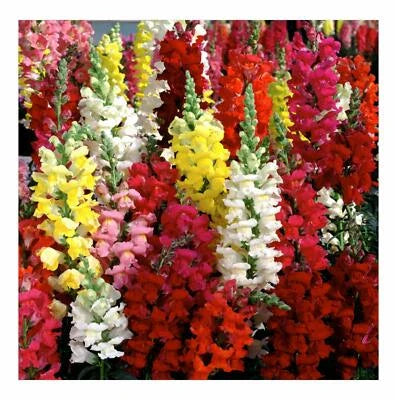 Snapdragon