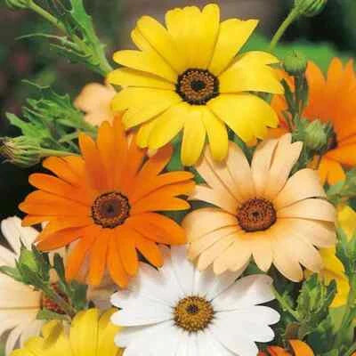 African Daisy