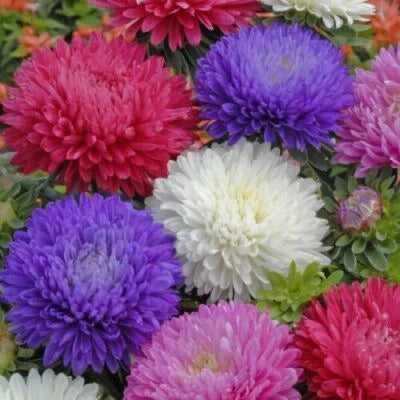 Ostrich Feather Mix Aster