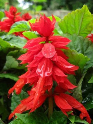 Red Green Salvia Improved Mojave Bright Easy Grow Flower Deep Broad Leaf