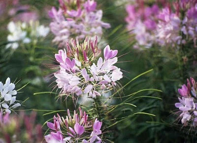 Pink White Cleome Spider Plant Flower