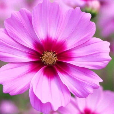 Gloria Cosmos