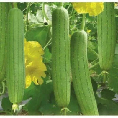 Asian Vegetable Edible Luffa Loofa Loofah