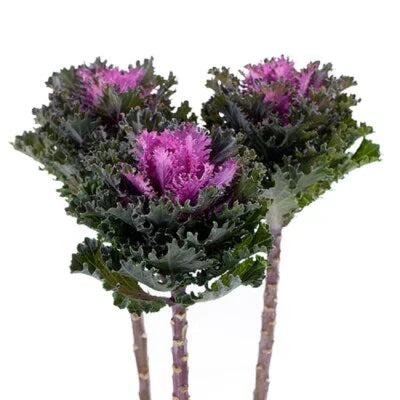 Flowering Kale