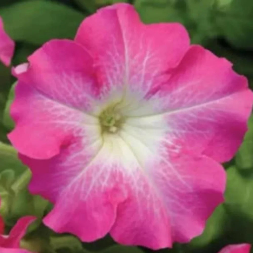 Pink Pink Petunia Dreams