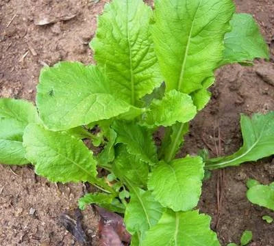 Root Vegetable Garden Collection