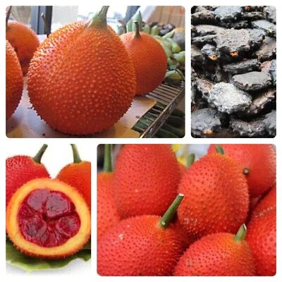 Gac Planting Big X Hat Gac Lon Momordica Cochinchinensis Usa Flower Seeds