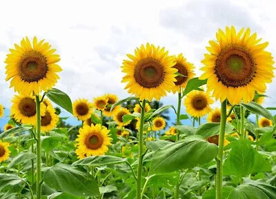 Giant Sunflower