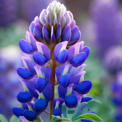 Arroyo Lupine