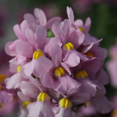 Pink Nemesia