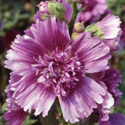 Purple Queeny Hollyhock