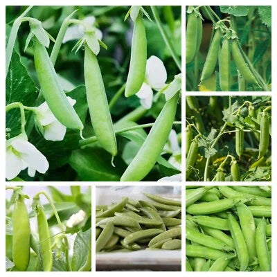 Ct Pea Variety Sugar Ann Little Marvel Alaska Snow And More