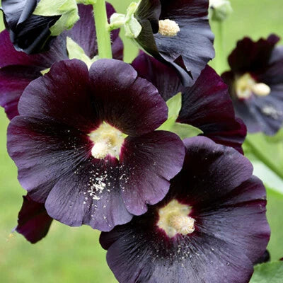 Black Red Nigra Hollyhock