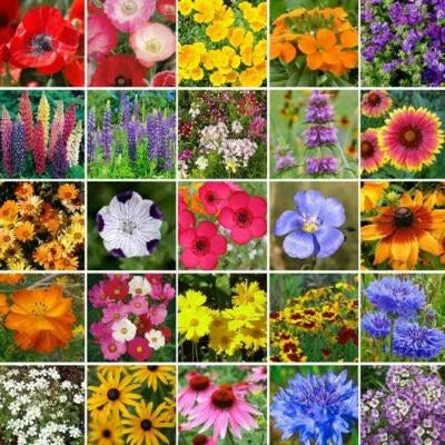 Southeast Wildflower Mix Species Flower Gardening Usa Non Gmo