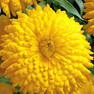 Golden Yellow Emperor Calendula