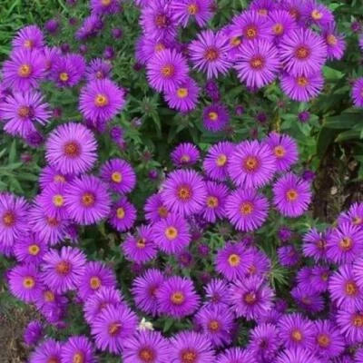 Purple New England Aster Perennial