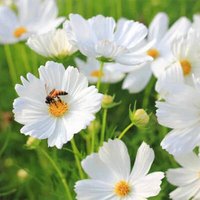 Purity Cosmos