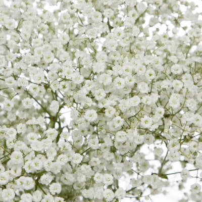 Babys Breath