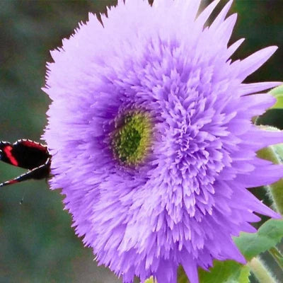 Purple Rare Teddy Bear Sunflower