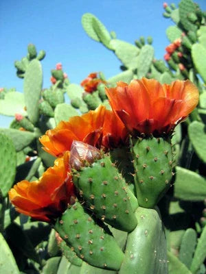 Opuntia Tomentosa Velvet Tree Pear Cactus