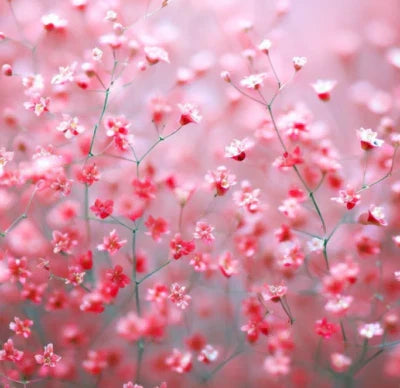 Red Babys Breath Deep Carmine Crimson Flowers Pollinators Non Gmo
